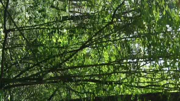 Vertical Video Aerial View Inside a Green Forest with Trees in Summer