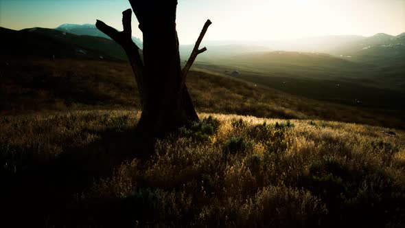 Old Tree Stump Trunk on the Hill at Sunset