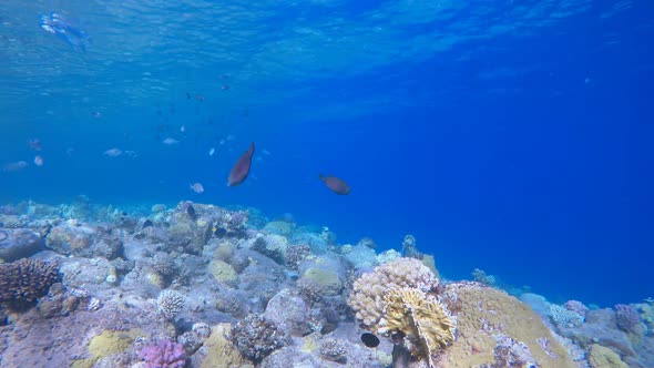 Tropical Fish Corals Marine Reef