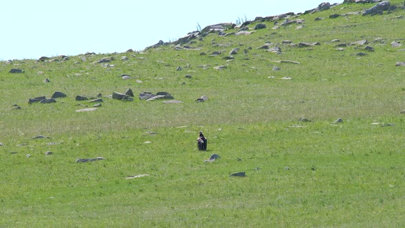 Free Wild Cinereous Vulture Bird in Natural Habitat of Grassland