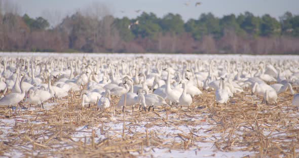 tundra swans in a field