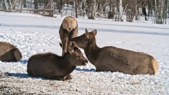 Fawns on Pasture