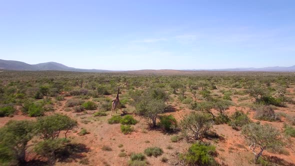 Aerial travel drone view of Giraffes in Swartberg, South Africa.