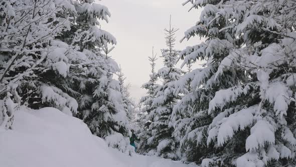 Man Ski Touring Through Snow Covered Forest