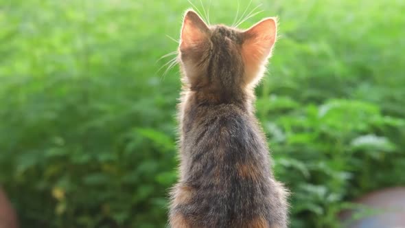 A Little Tabby Grey and Ginger Kitten Small Cat Sits with His Back and Looking Up Outdoor on a Green