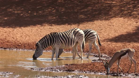 Plains Zebras And A Springbok Drinking At A Waterhole 