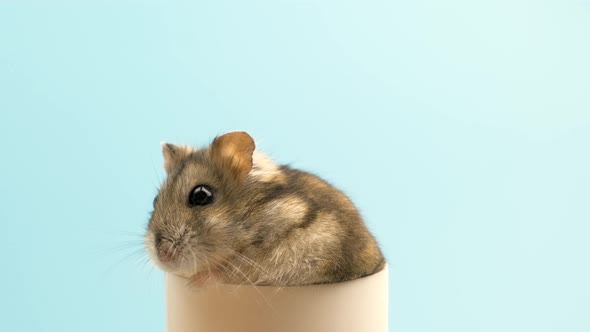 Closeup of a Small Funny Miniature Jungar Hamster