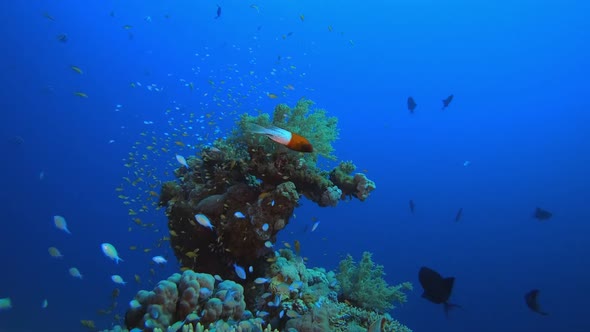 Underwater Marine Tropical Life