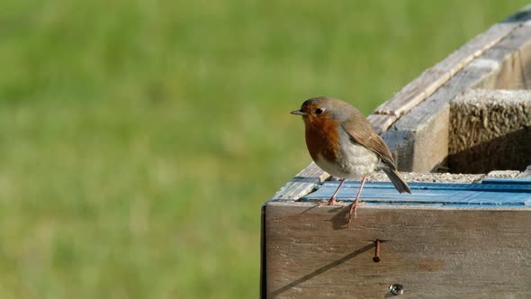 Red Robin in a Garden in Donegal Ireland