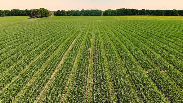 Aerial View of Corn Field in Clear Summer Day. Farmer's Field of Young Hybrid Corn, Sowing Scheme 3