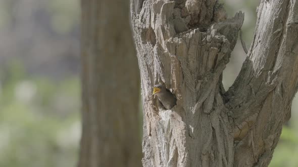 Starling Chick Looking For Parents in Nest