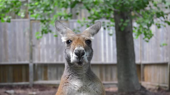 kangaroo is cautious of camera slow motion cute 4k