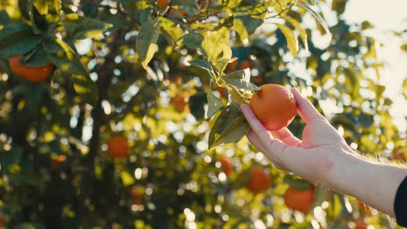Hand Gently Touches an Orange Fruit Hanging in the Tree
