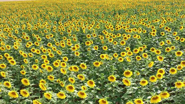Sunflower Crop Used for Food and Animal Feed