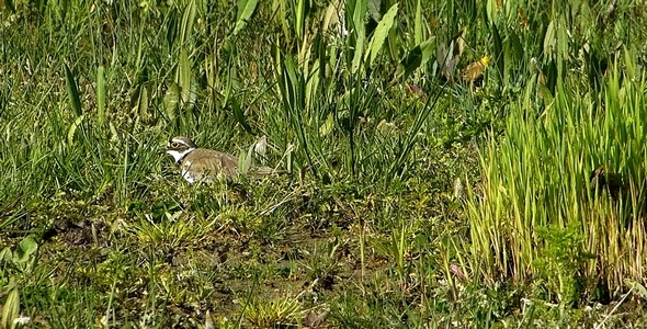 Little Ringed Plover (Charadrius Dubius) 2