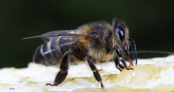 European Honey Bee, apis mellifera, black Bee Licking Honey, Hive in Normandy, Real Time 4K