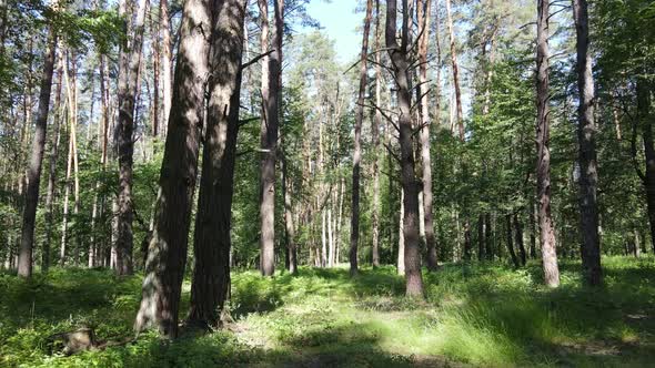 Trees in the Forest By Summer Day