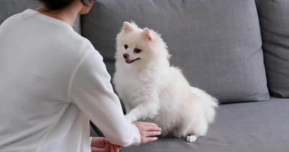 White Pomeranian Dog Give Hand to Pet Owner
