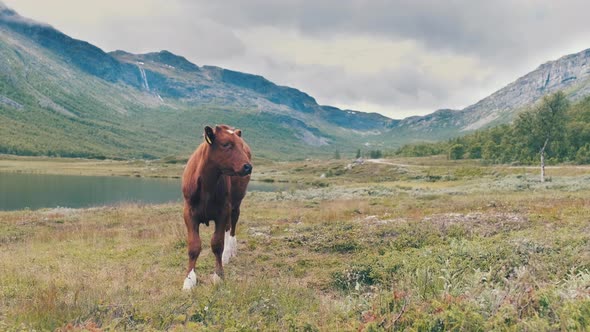 A Brown Cow Standing Alone On The Grassy Field By The Mountain Lake Looks Around The Surroundings -