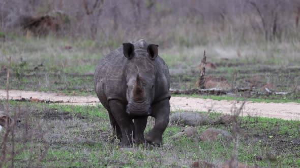 scratched up White Rhino walks on African savanna beside dirt road