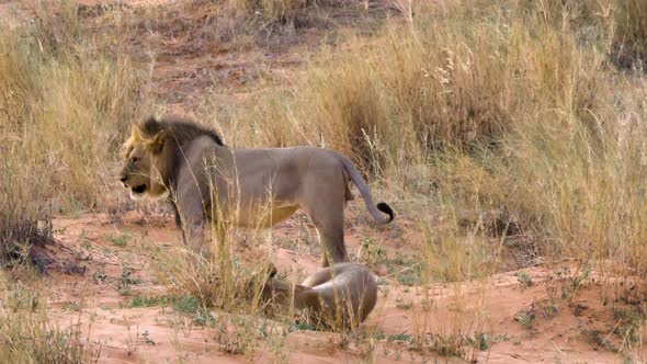 A Pair Of Lions Mating Behind The Tall Grasses In Kgalagadi, Botswana, South Africa. - wide shot