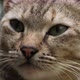 Close-up of Cat - VideoHive Item for Sale