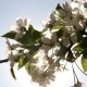Spring Flowers in Sunlight - VideoHive Item for Sale