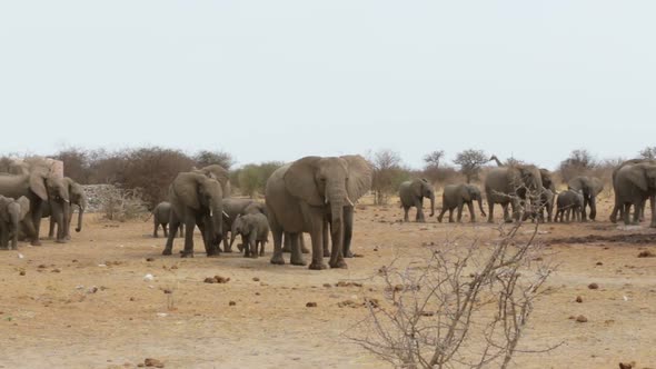 African elephant Africa safari wildlife and wilderness