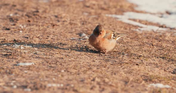 Brambling Bird (Fringilla montifringilla) Pecking Food On Forest Ground On A Sunny Day In Netherland