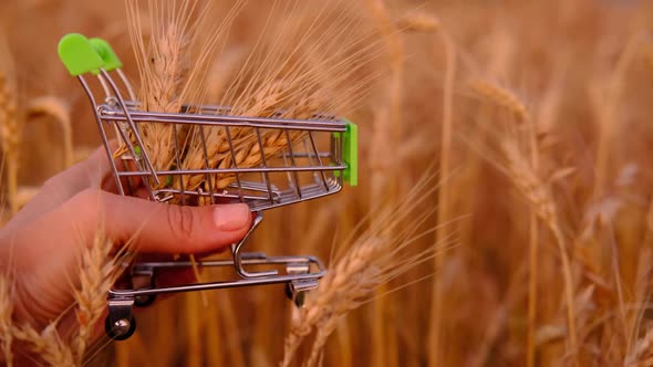 Small Shopping Trolley with Spikelets of Wheat on the Females Hand on the Natural Background