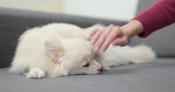 Pet Owner Touch on Her Dog