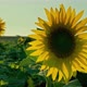 Sunrises at sunset - VideoHive Item for Sale