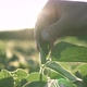 The farmer's hand touches the pods of soybean plants planted on black soil. - VideoHive Item for Sale