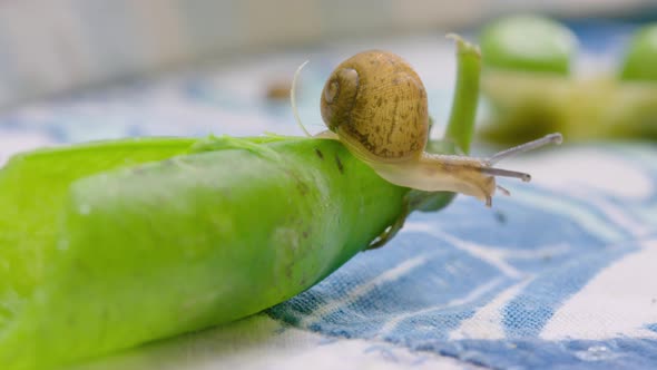 Closeup of a snail on a pea pod, on a kitchen table in natural light