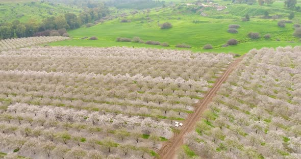 Aerial View of field of cherry trees, Ein Harod, Northern District, Israel.