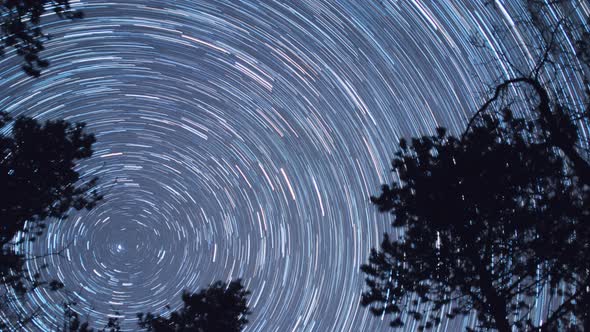 star trails in a forest SHORT