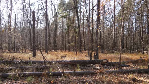 Forest with Trees in an Autumn Day