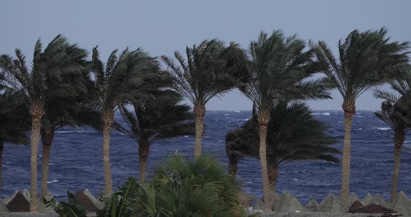 Palms on a Sea Beach, Storm, Strong Wind