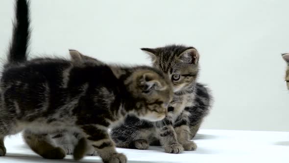 Kittens Scottish Fold and Straight Creep and Look Around. White Background. Slow Motion