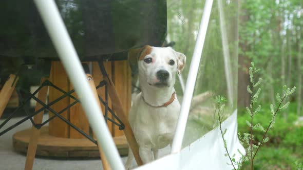 dog jack russell terrier is standing in a transparent tent forest