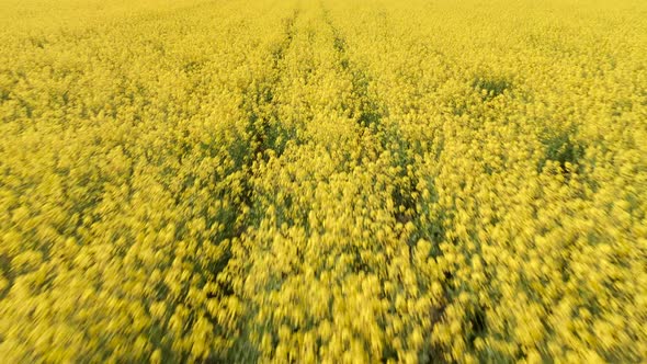 Yellow Canola Field Aerial Drone View