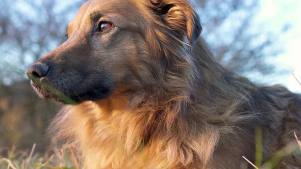 Portrait of Guilty Feeling Dog Rest in Grassy Meadow in Evening Natural Light