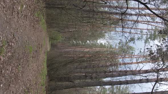 Vertical Video of a Road in the Forest Slow Motion