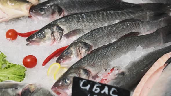 Lot of Fresh Sea Bass Fish Lies on Ice in a Supermarket Showcase Frozen Seafood