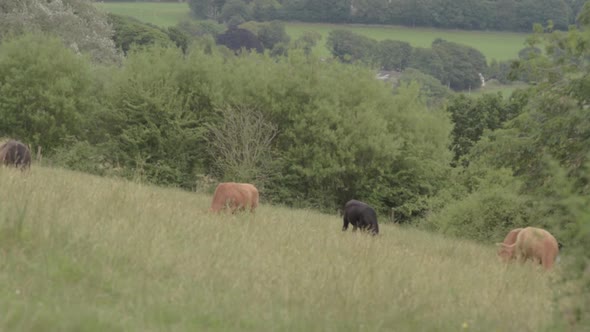 Herd of brown and black cows grazing in Yorkshire farmland