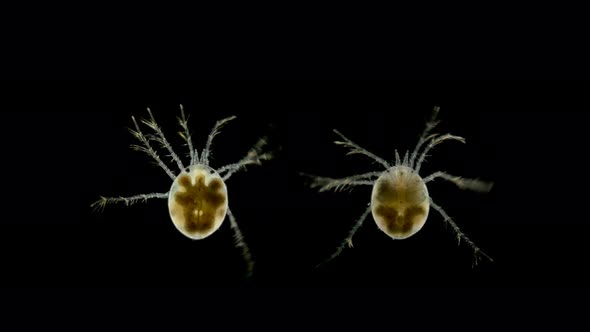 Mite Hydrachnidia Under the Microscope