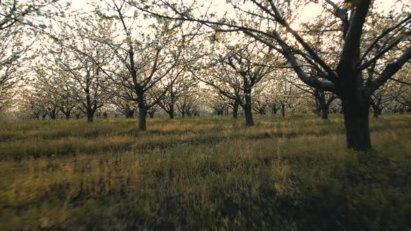 New England Cherry Tree Blossoms in the Orchard During Spring Season