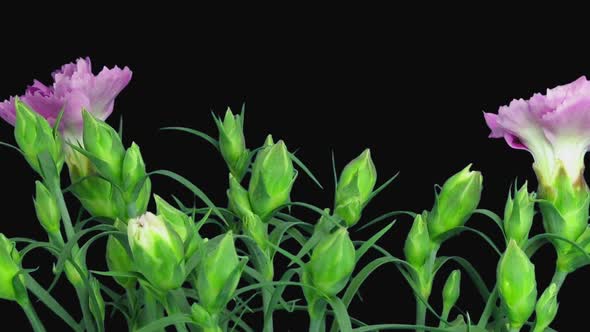 Time-lapse of growing pink (Dianthus) flower