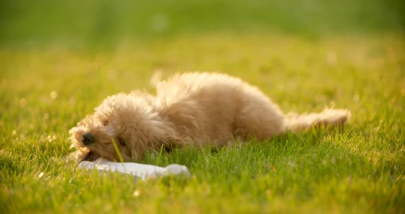 Toy Poodle Lies in Green Grass and Eats Bone Slow Motion