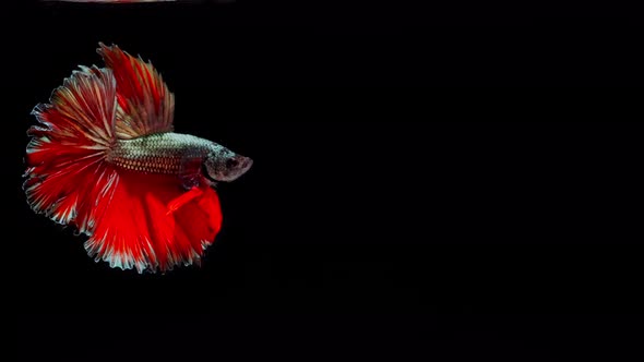 Red and Gold color Siamese fighting fish